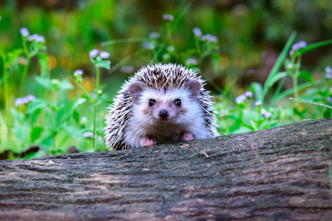 Top Tips For Attracting Wildlife Into Your Garden