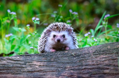 Top Tips For Attracting Wildlife Into Your Garden